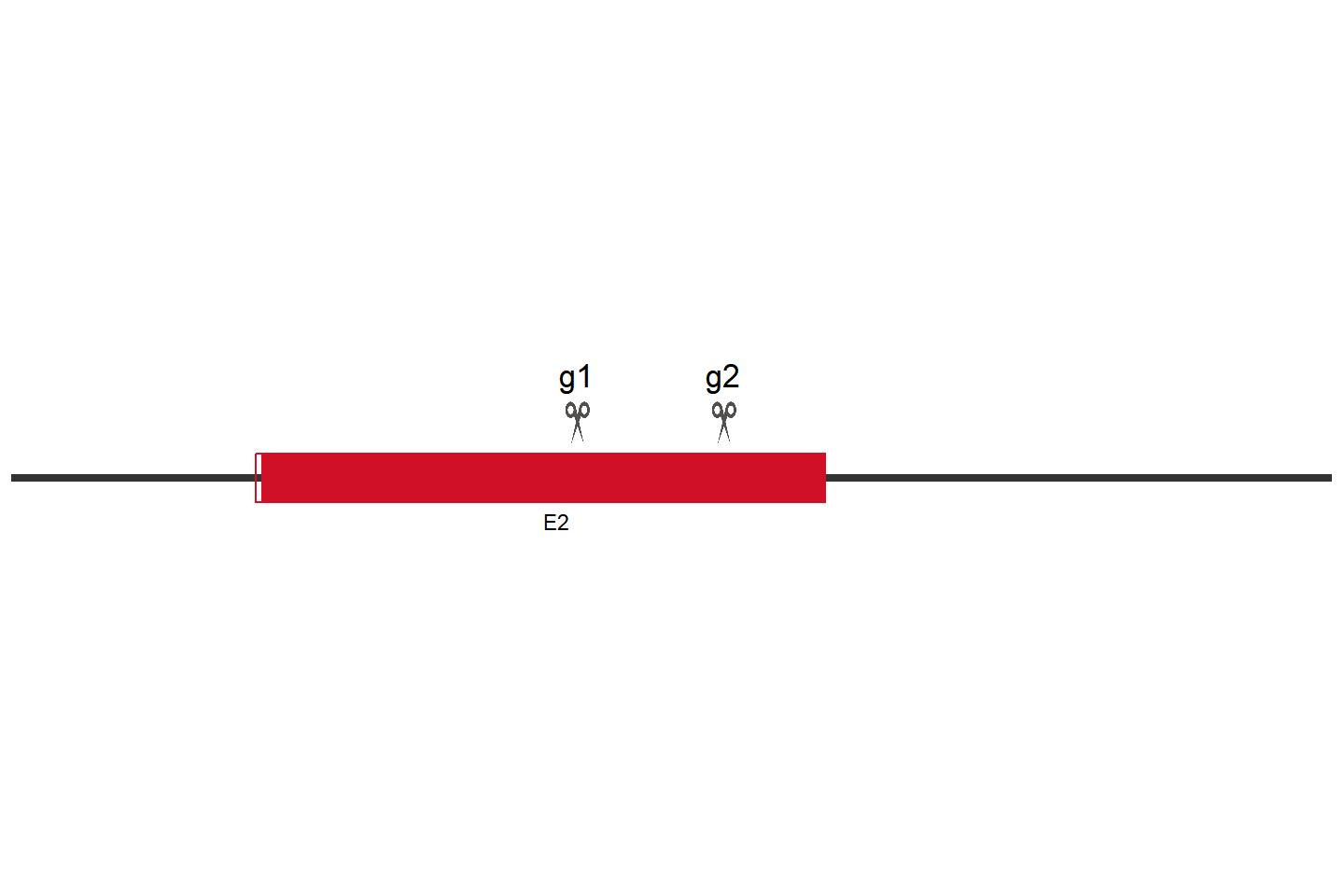 YWHAB 基因敲除细胞 (Jurkat) 敲除区域
