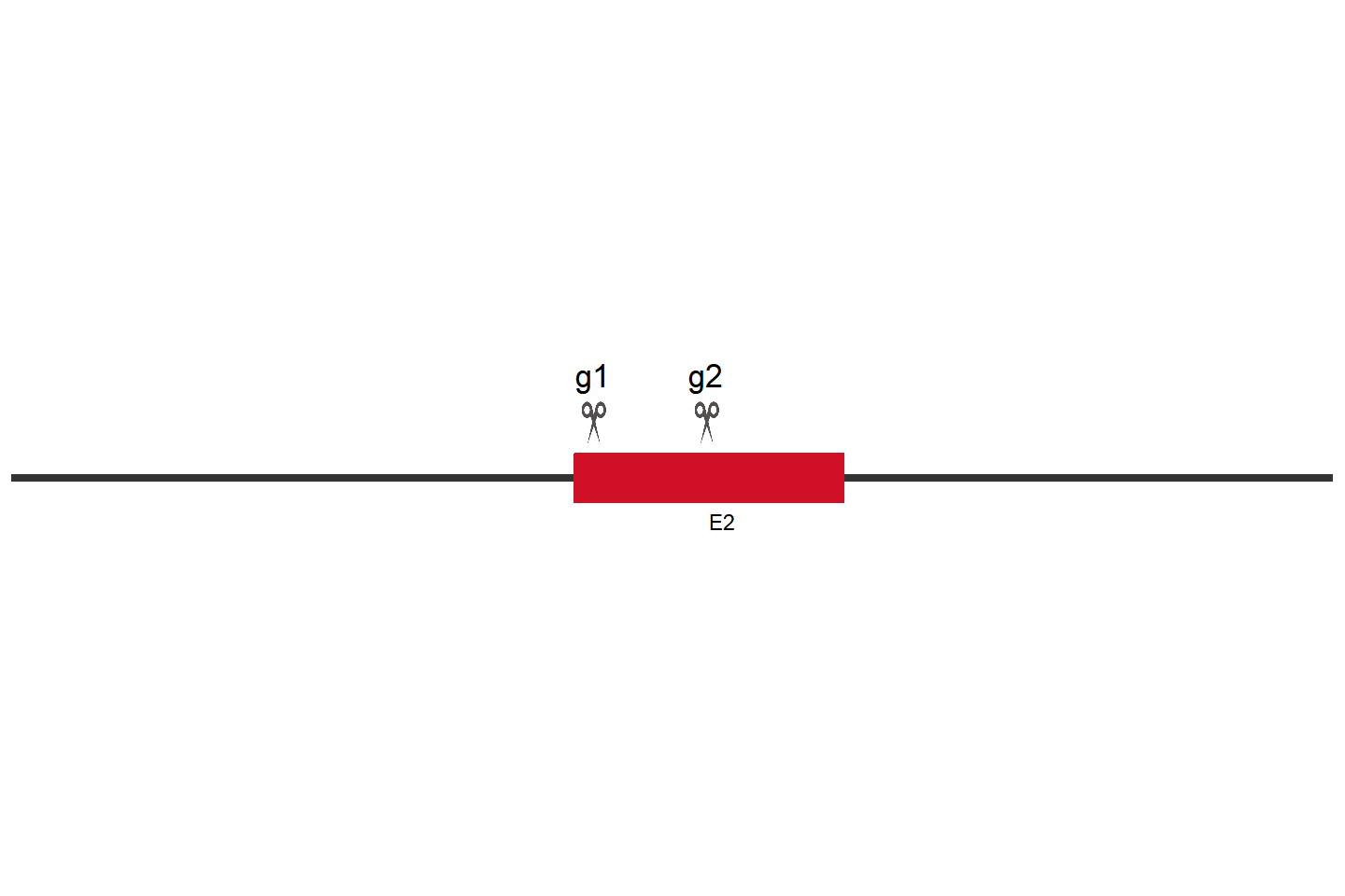 CAD 基因敲除细胞 (Jurkat) 敲除区域
