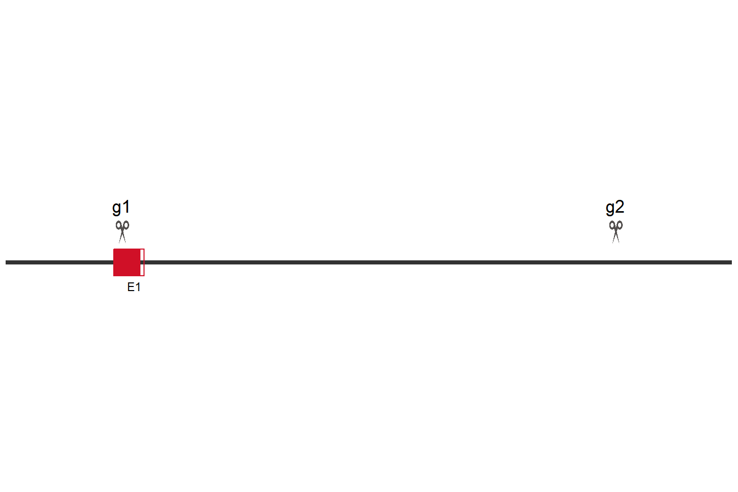 PEX19 基因敲除细胞 (Jurkat) 敲除区域