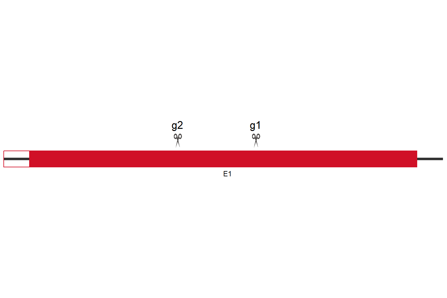 TERF2IP 基因敲除细胞 (U-2 OS) 敲除区域