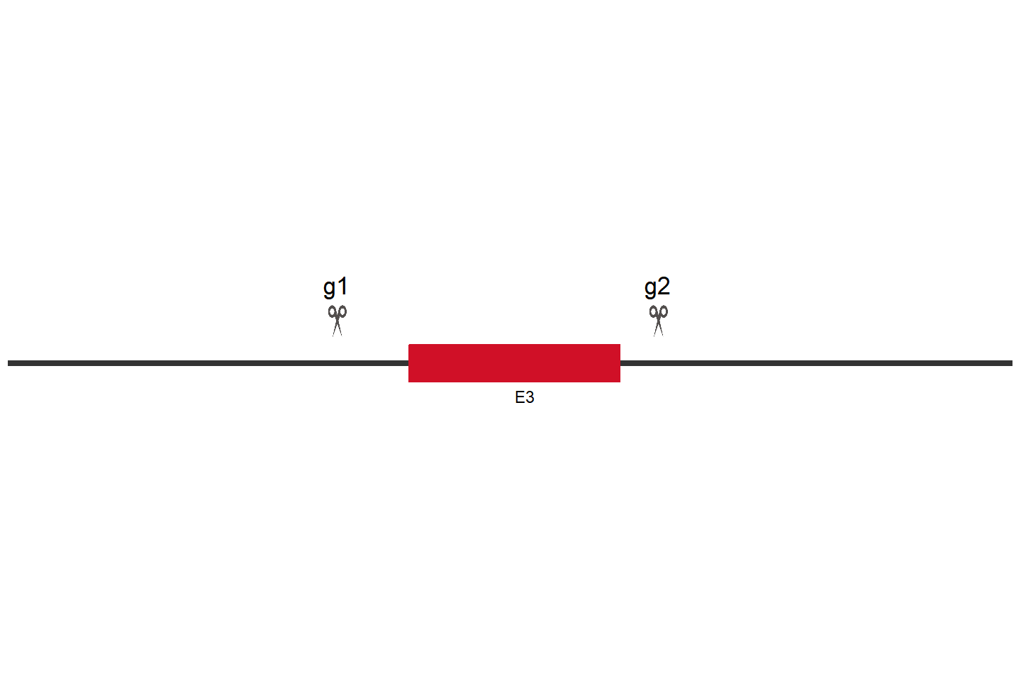 APOE 基因敲除细胞 (Hep G2) 敲除区域