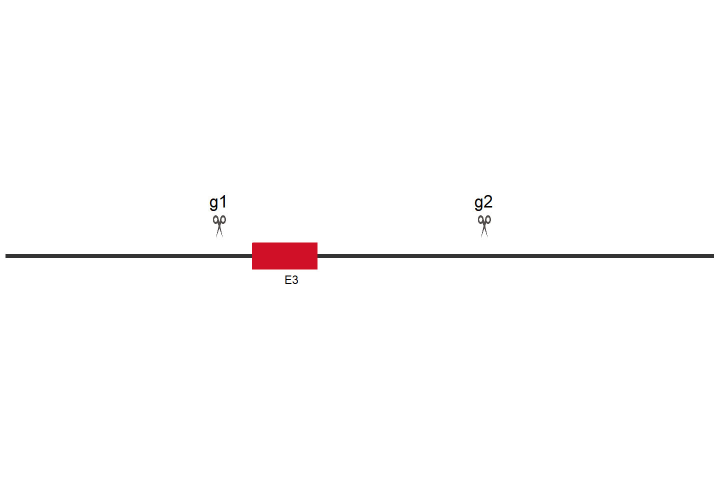 PKM 基因敲除细胞 (Hep G2) 敲除区域