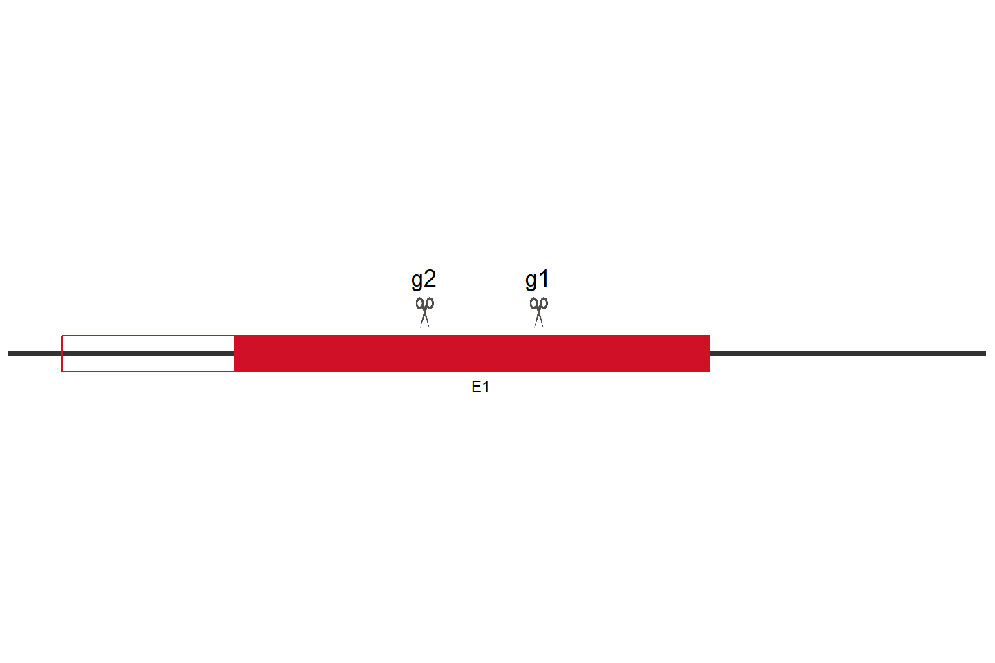 SLC49A4 基因敲除细胞 (Hep G2) 敲除区域
