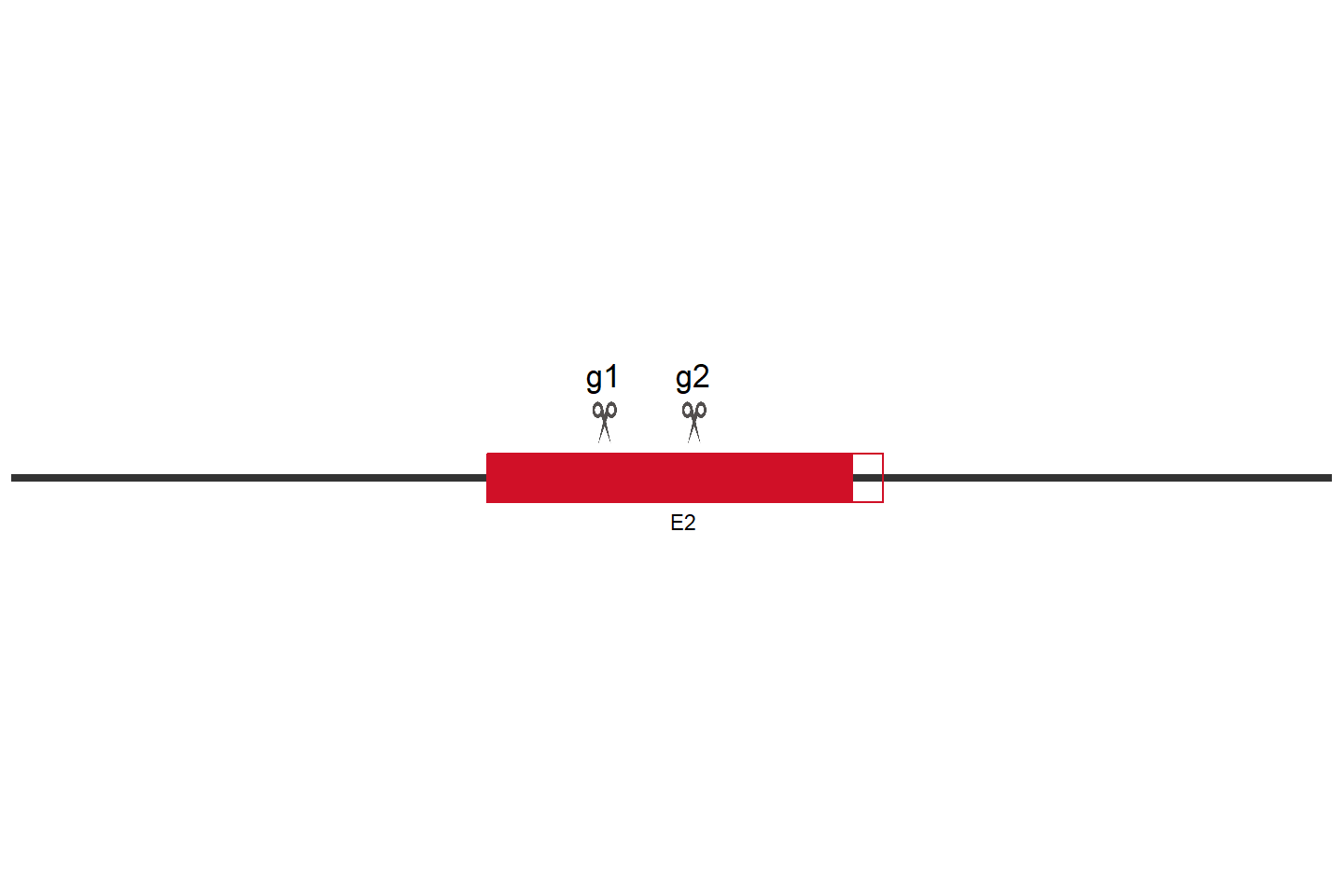 PHF19 基因敲除细胞 (Hep G2) 敲除区域