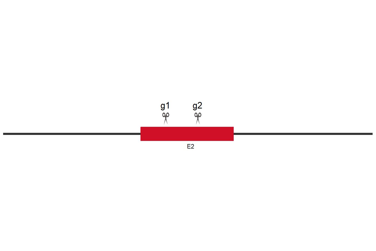ALG5 基因敲除细胞 (Hep G2) 敲除区域