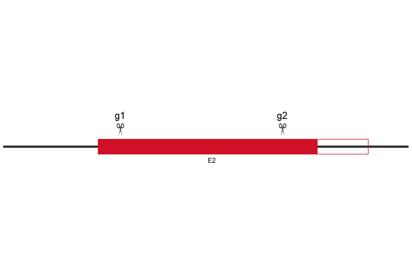 BCL2L1 基因敲除细胞 (HEL) 敲除区域