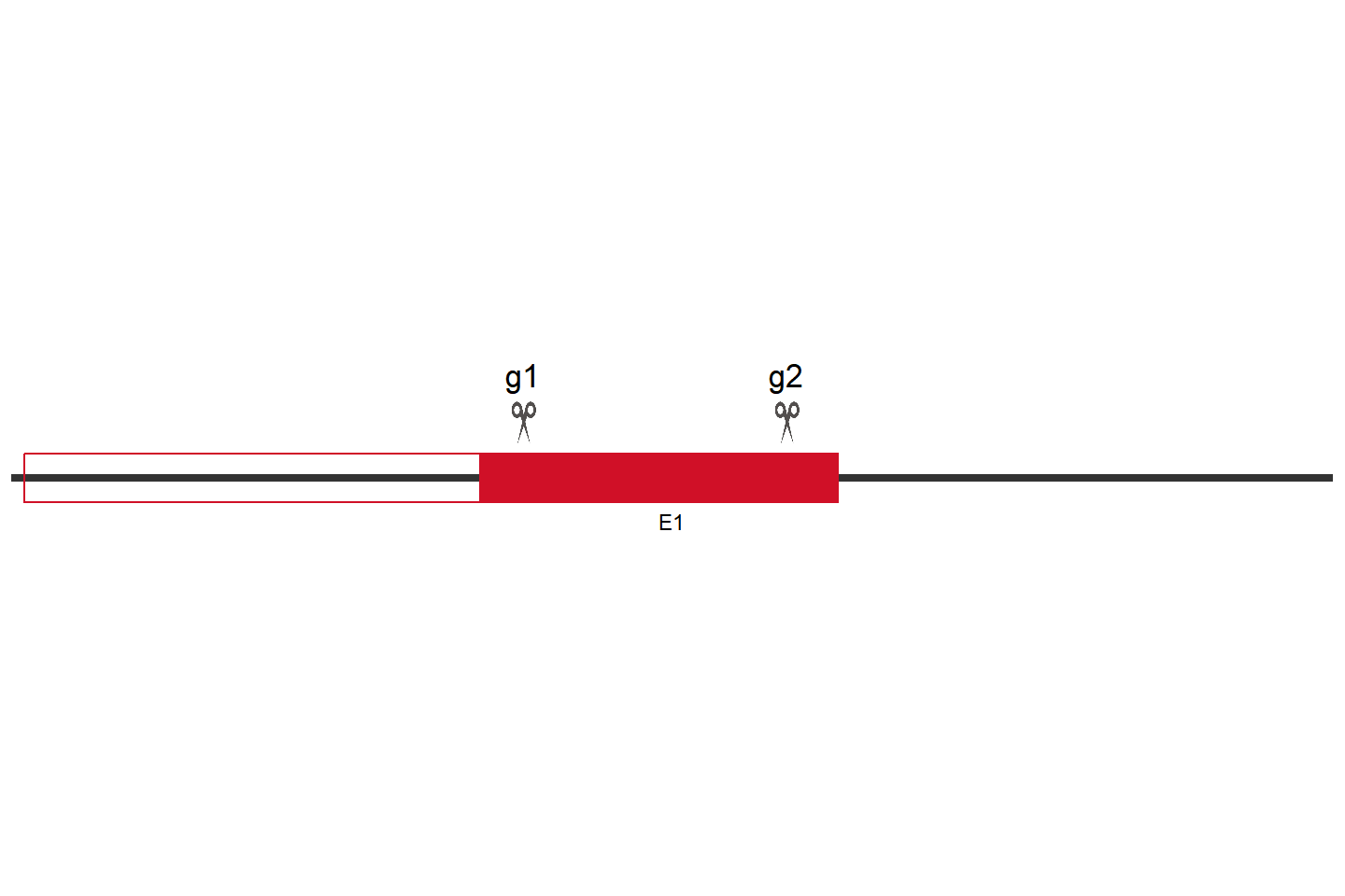 MSH2 基因敲除细胞(SCC7) 敲除区域