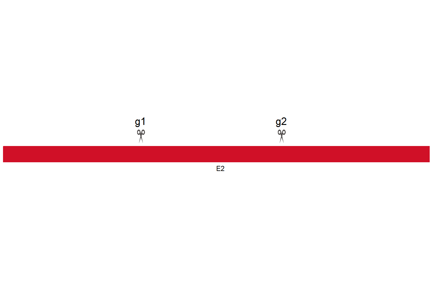 Zbtb33 基因敲除细胞(RM-1) 敲除区域