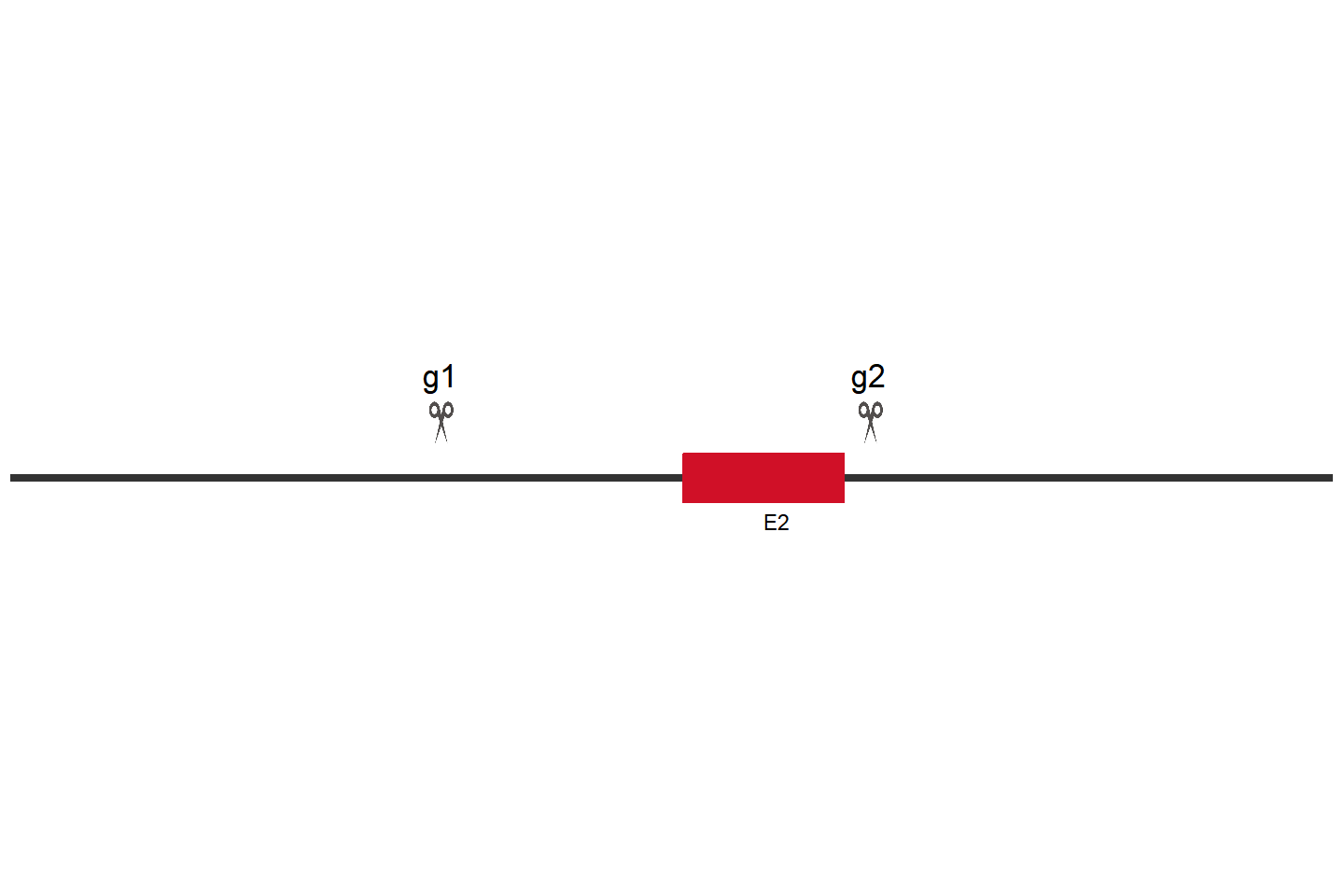 Atrx 基因敲除细胞(ID8) 敲除区域