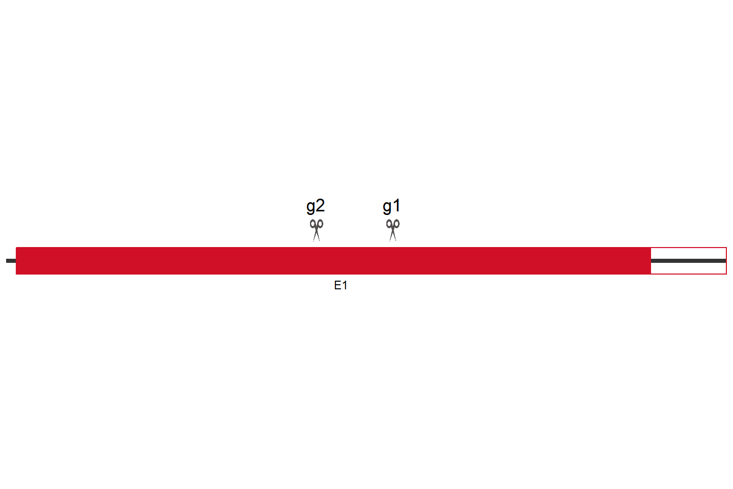 Cgas 基因敲除细胞 (4T1) 敲除区域