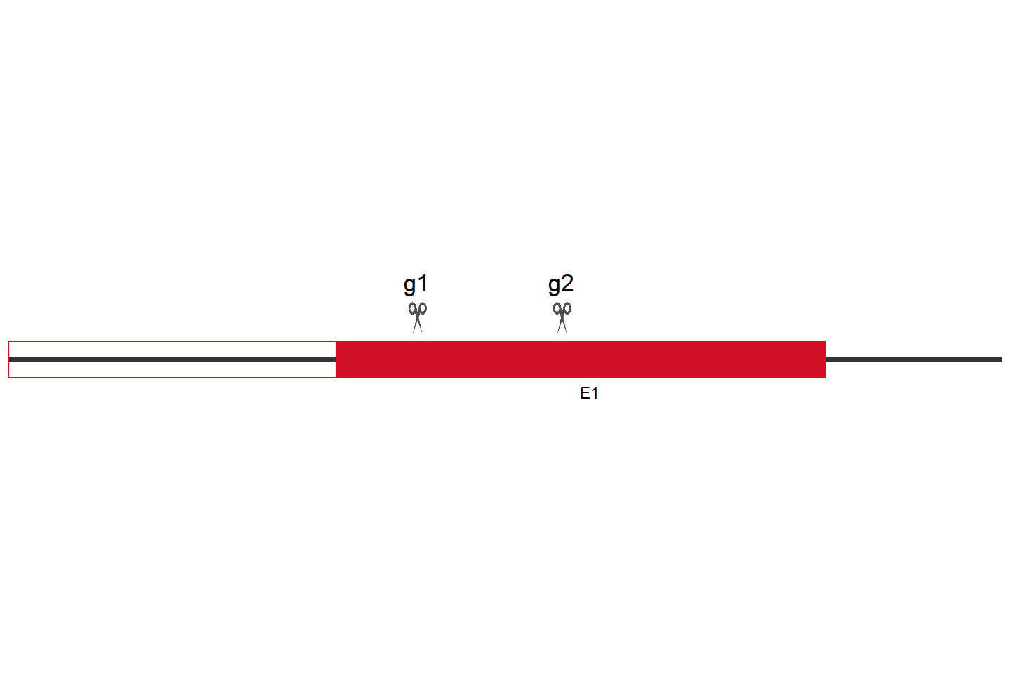 Trib1 基因敲除细胞 (C2C12) 敲除区域