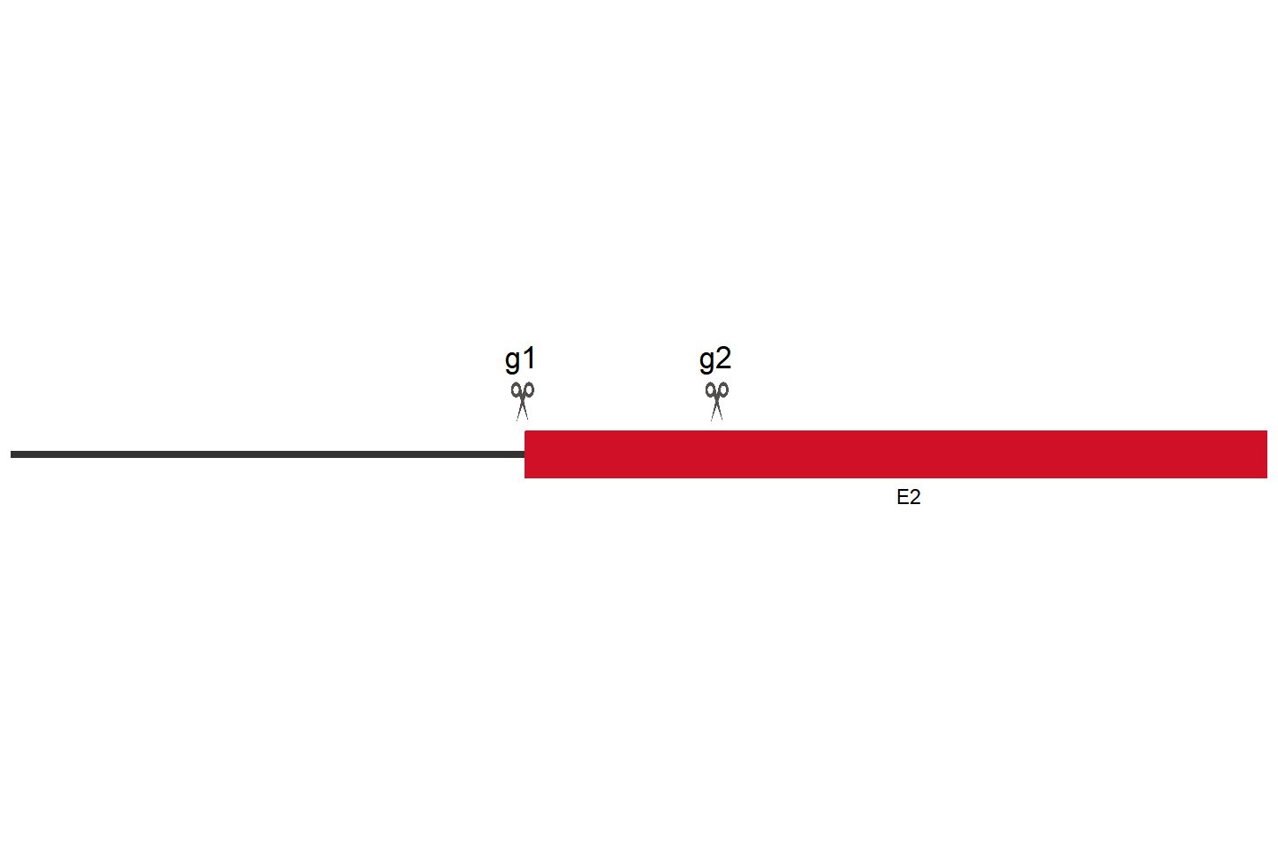 Zc3h3 基因敲除细胞 (CT26.WT) 敲除区域