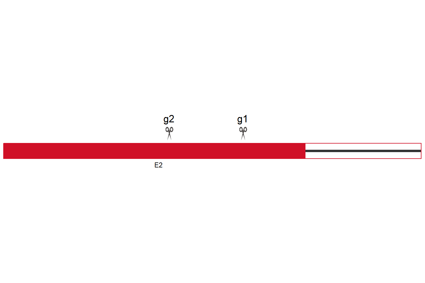 Dgcr8 基因敲除细胞  (HT22) 敲除区域