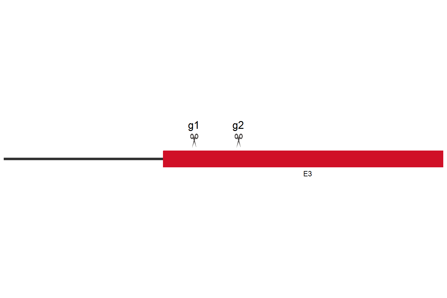 Epha2 基因敲除细胞 （MC38） 敲除区域