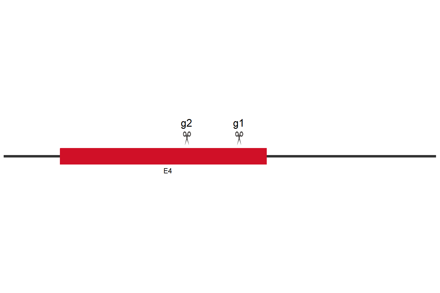 Notch3 基因敲除细胞 (B16-F10) 敲除区域