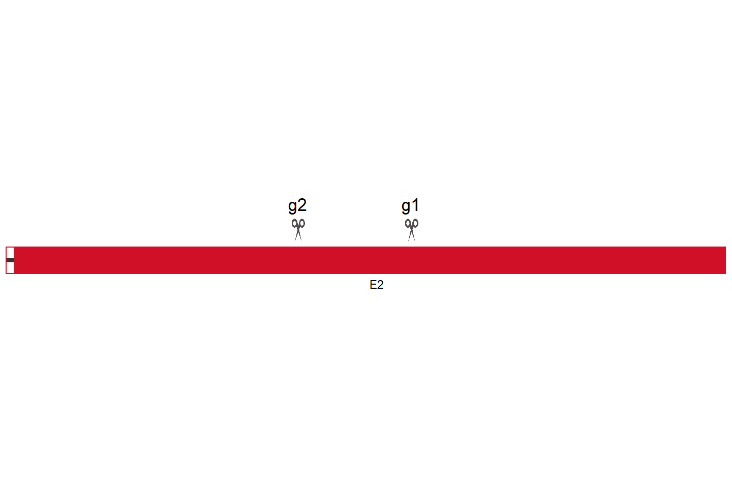 MAS1 基因敲除细胞 (MDCK) 敲除区域