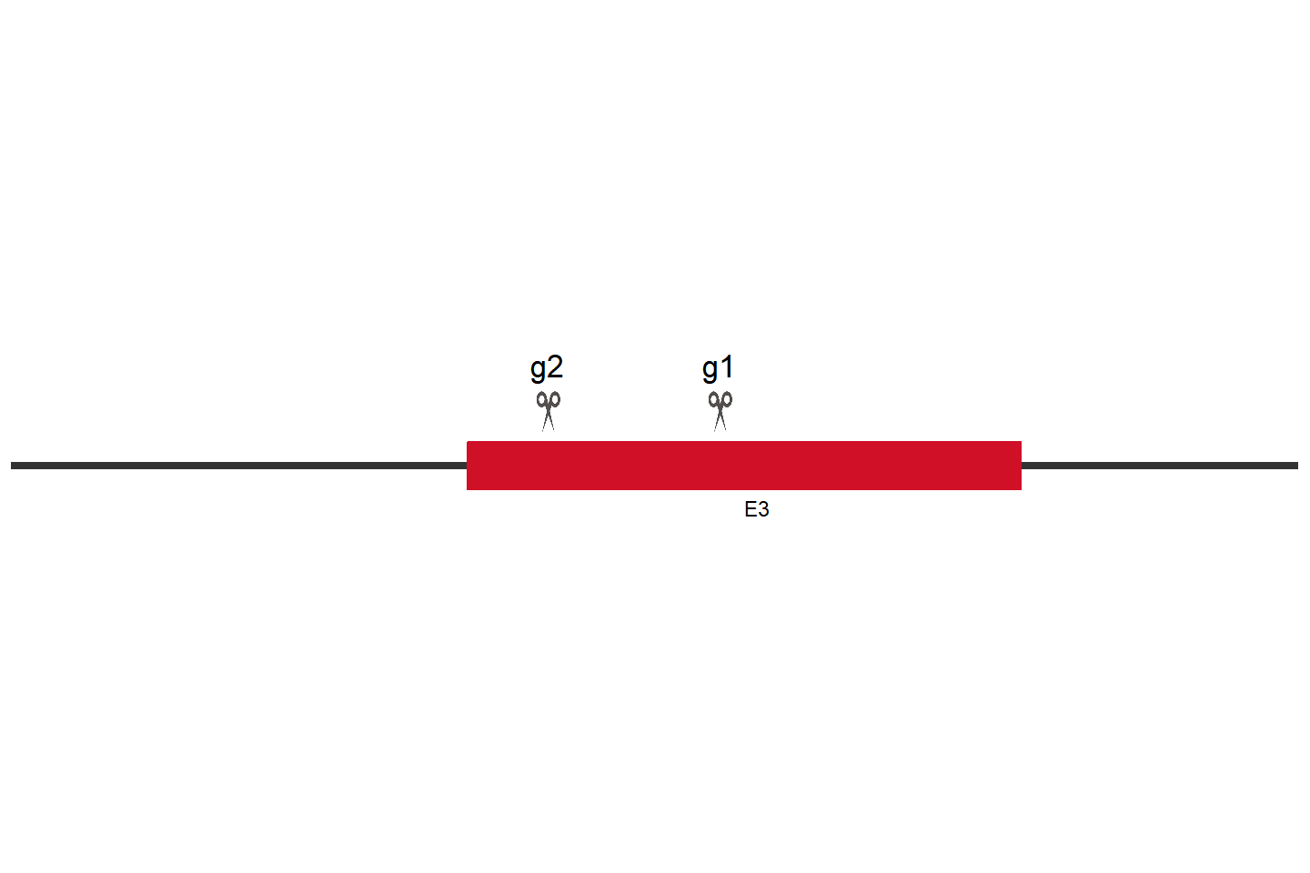 gRIPK3 基因敲除细胞 (PK-15) 敲除区域