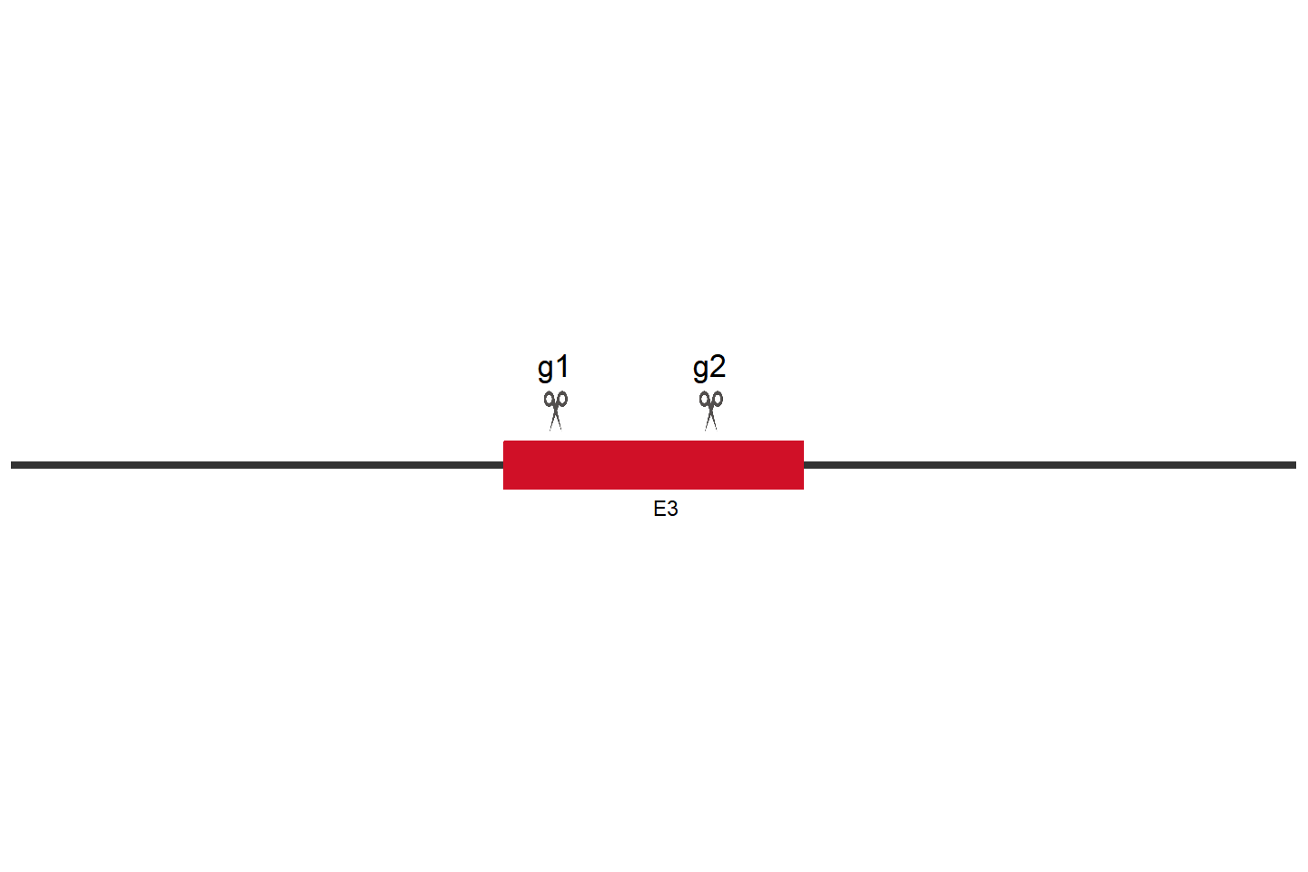 TMEM184B 基因敲除细胞 (COS-1) 敲除区域