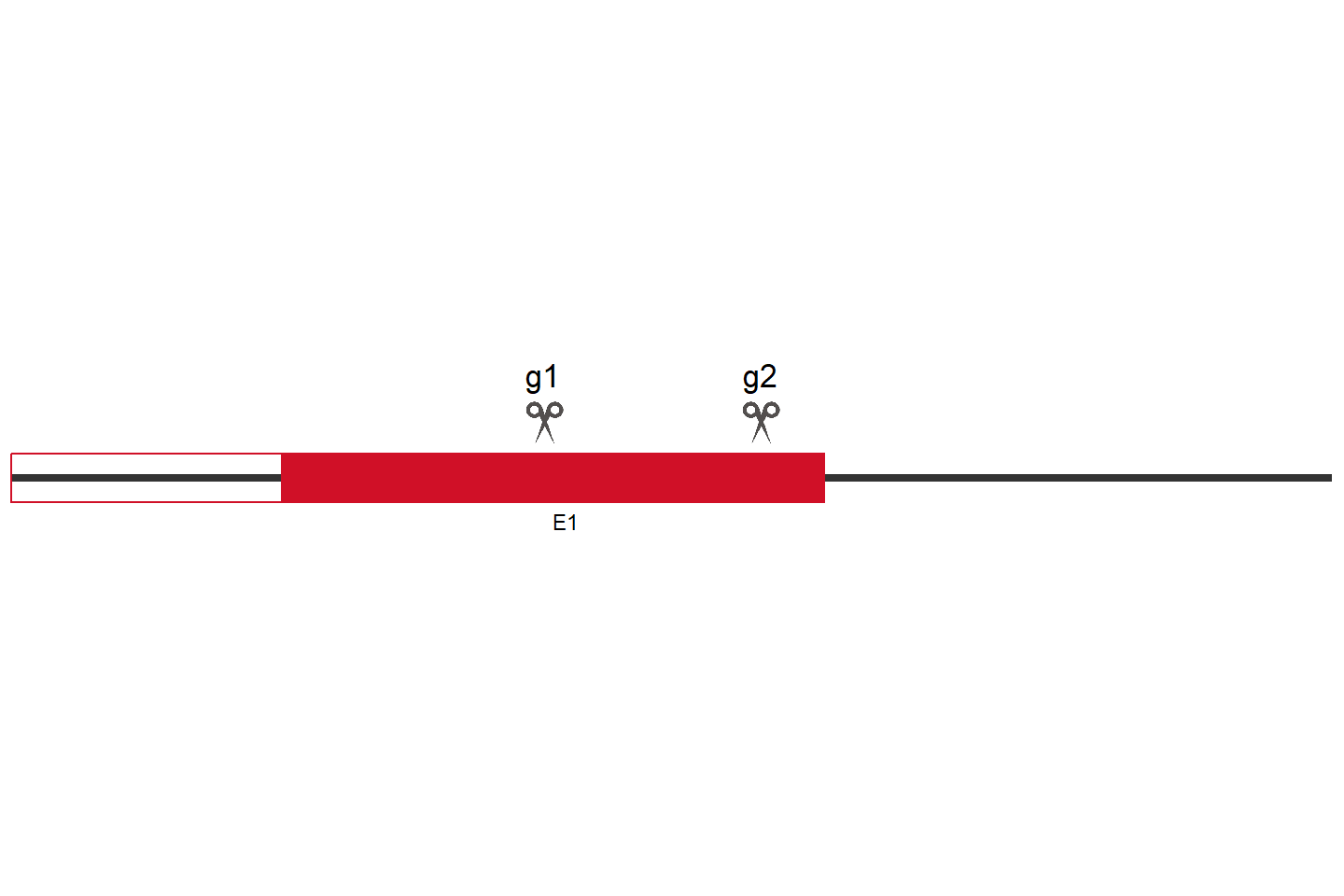 CPE 基因敲除细胞 (HeLa) 敲除区域