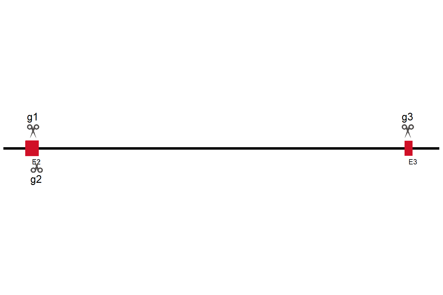 PEX3 基因敲除细胞 (HeLa) 敲除区域