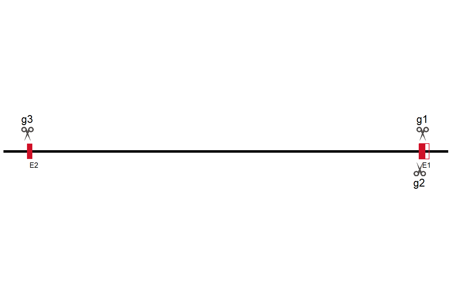 CNIH1 基因敲除细胞 (HeLa) 敲除区域