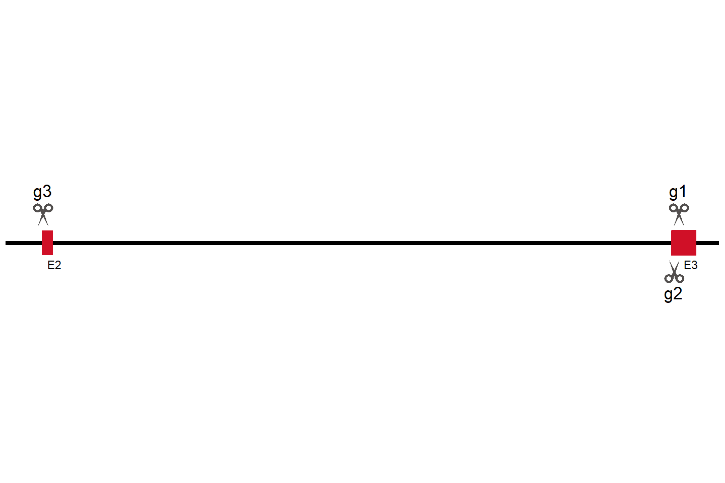 CHMP2B 基因敲除细胞 (HeLa) 敲除区域