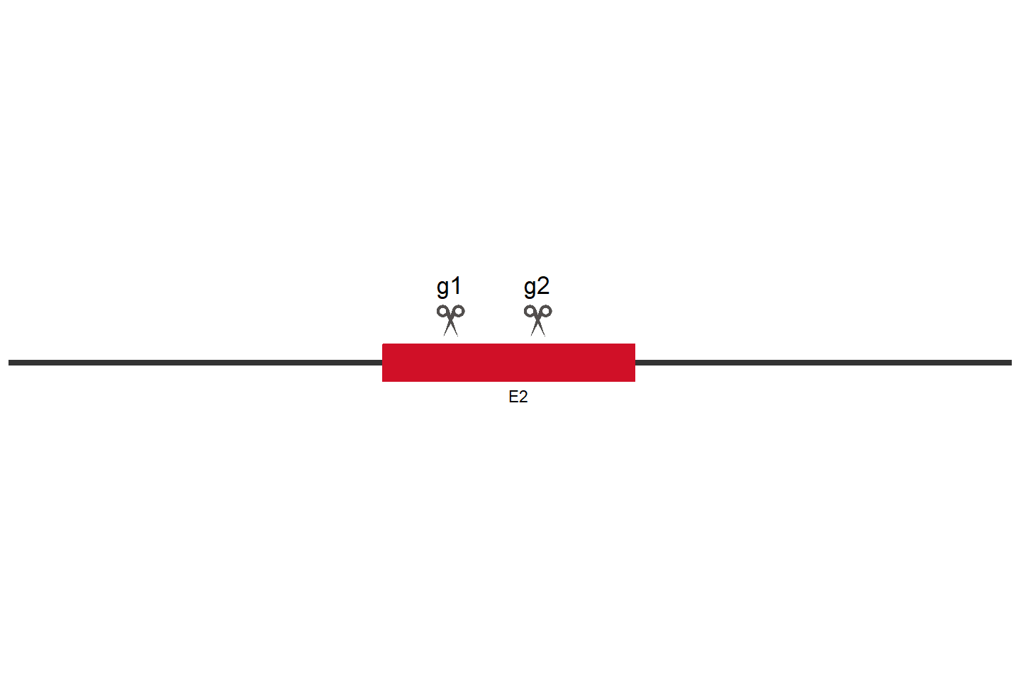 ALG5 基因敲除细胞 (HeLa) 敲除区域
