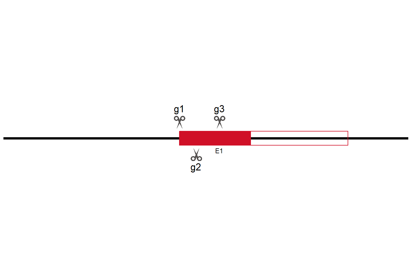ARL8A 基因敲除细胞 (HeLa) 敲除区域
