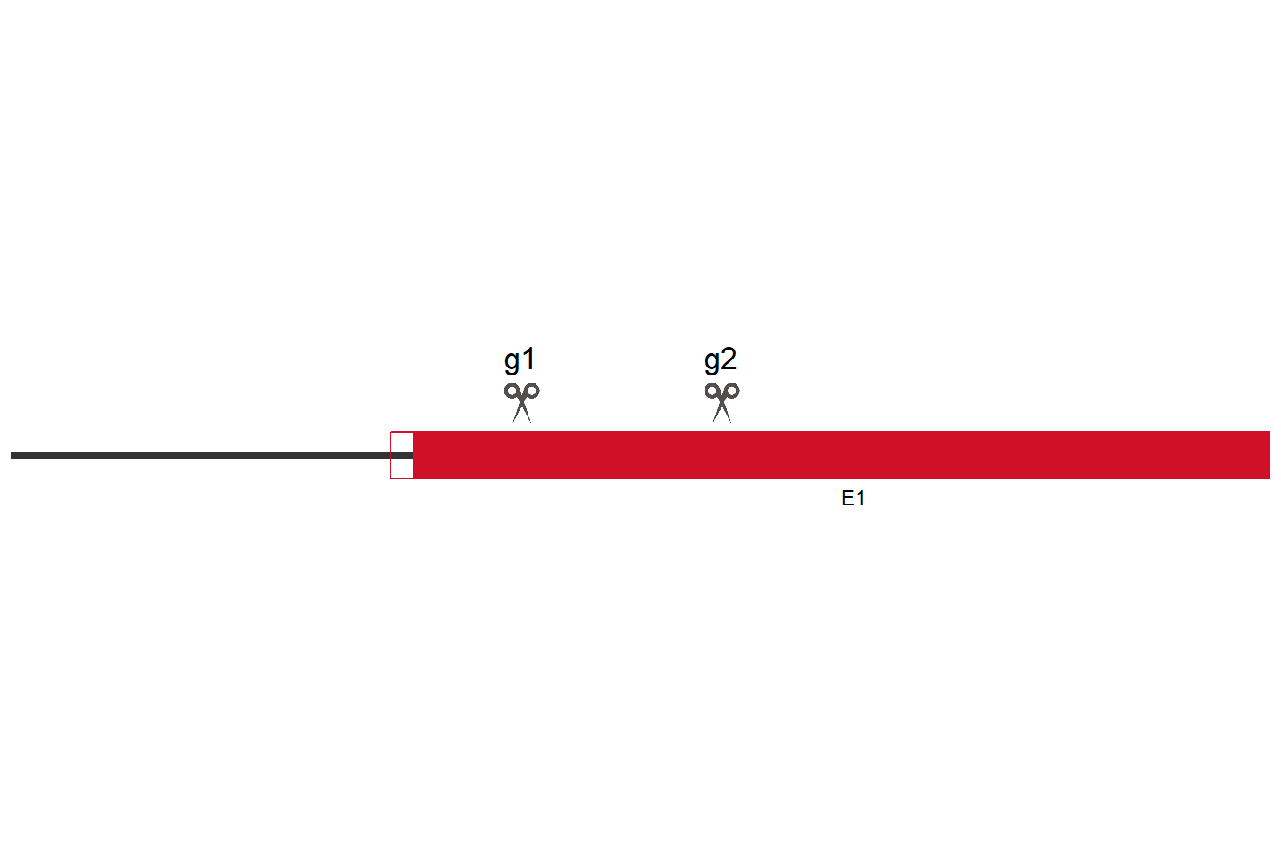 EIF2S3B 基因敲除细胞 (HeLa) 敲除区域