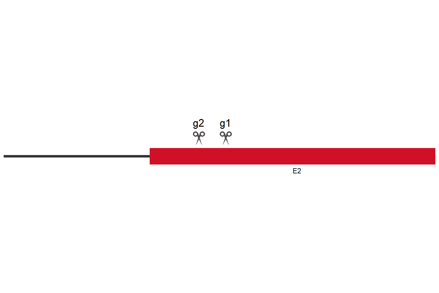 OR14L1 基因敲除细胞 (HeLa) 敲除区域