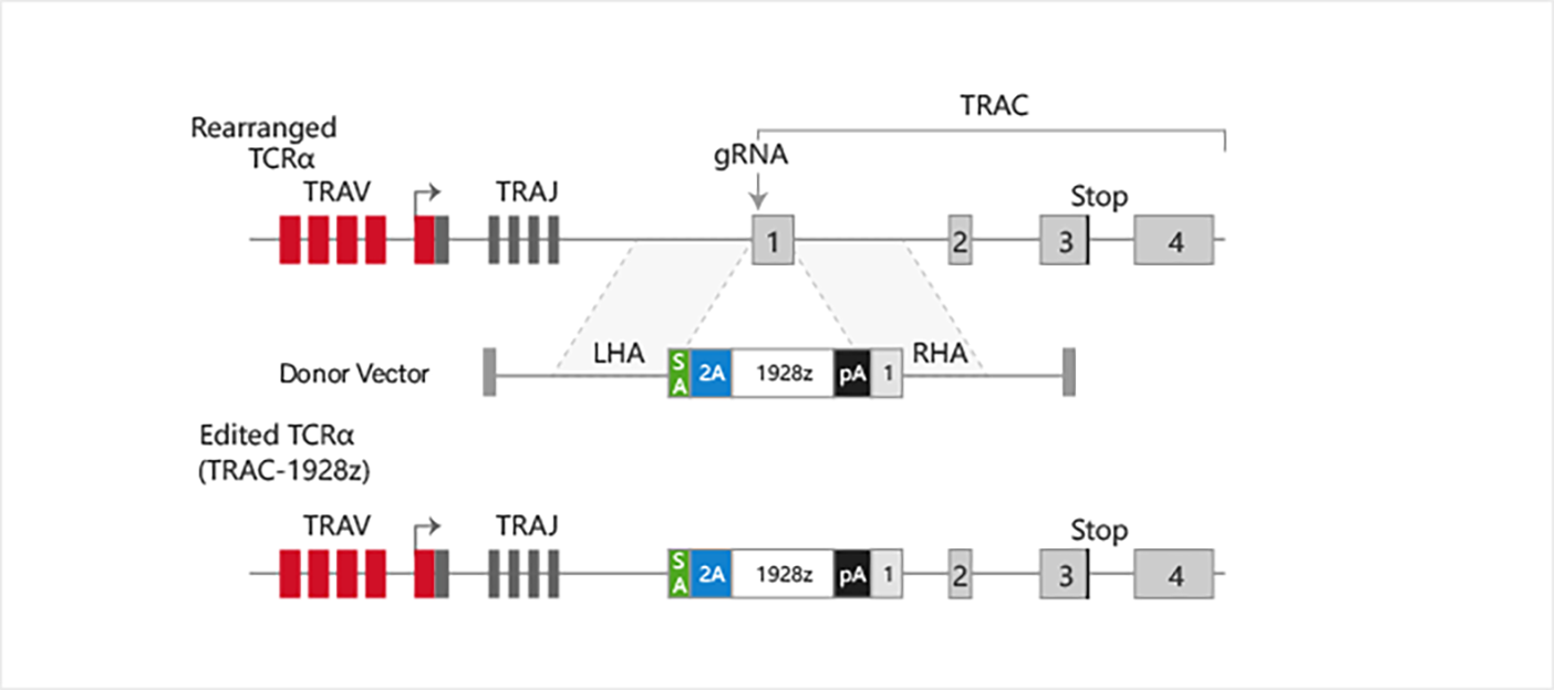 CRISPR/Cas9靶向CAR基因敲入TRAC位点