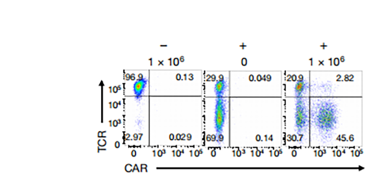 TCR/CAR流式图