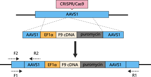 CRISPR/Cas9修复引起疾病的点突变位点