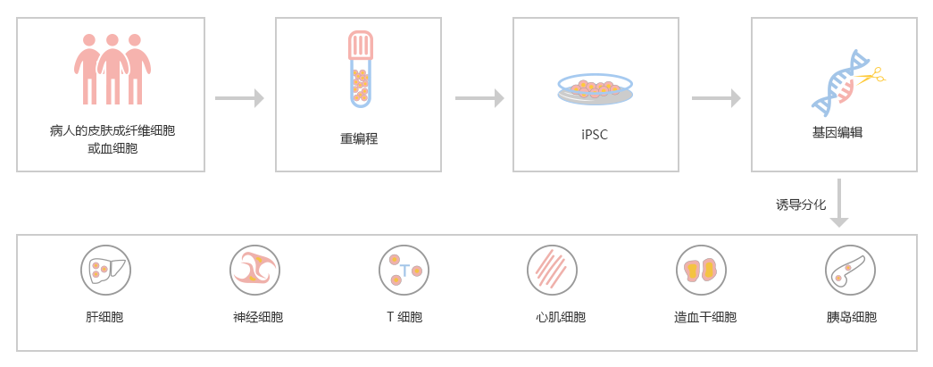 iPCS细胞重编程和分化流程