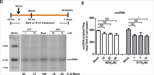 肝细胞系与CRISPR/Cas9技术相结合