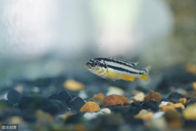 斑马鱼