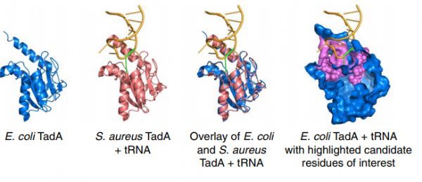 CRISPR活细胞荧光原位杂交的实时成像方法研究