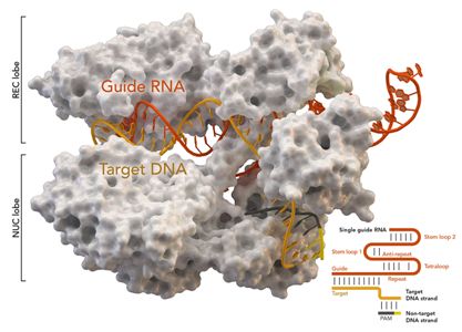 Ubigene Thomas Splettstoesser (Wikipedia, CC BY-SA 4.0)