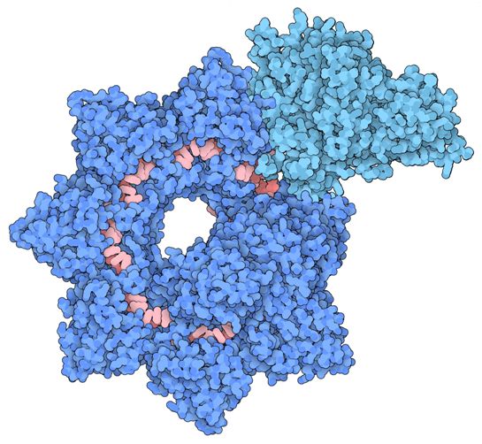 Ubigene INTEGRATE复合物的结构显示Cascade(深蓝色)、TniQ(淡蓝色)和向导RNA(红色)，图片来自Sternberg and Fernández Labs at Columbia University Irving Medical Center