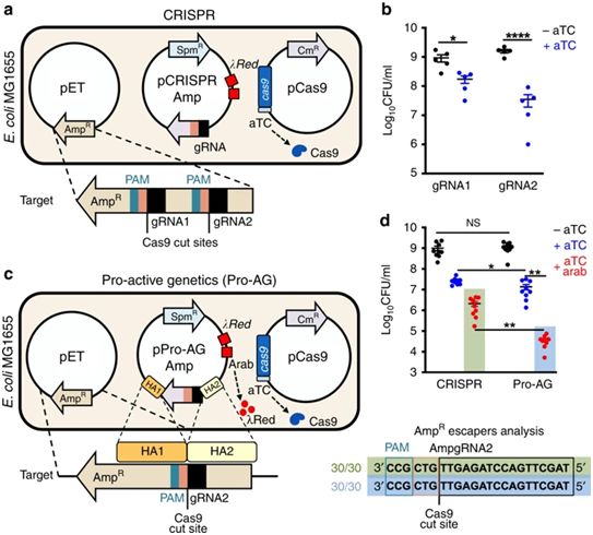 源井 CRISPR 基因驱动