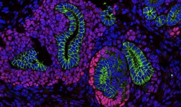 Ubigene Laboratory of Chromatin Biology and Epigenetics at The Rockefeller University