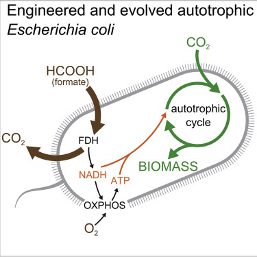 源井生物 大肠杆菌 Cell, 2019, doi:10.1016/j.cell.2019.11.009