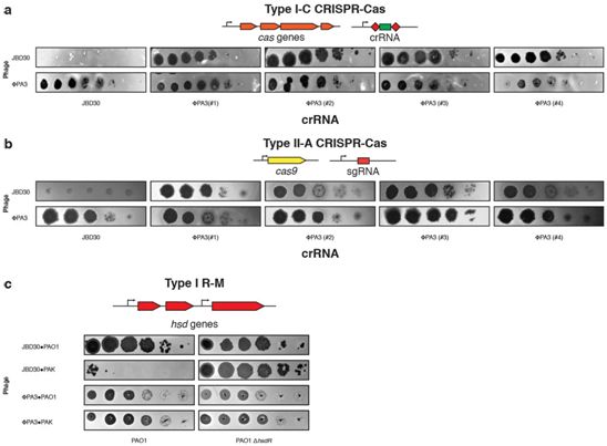 源井生物 CRISPR 图片来自Nature, 2019, doi:10.1038/s41586-019-1786-y。