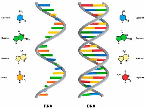 DNA和RNA