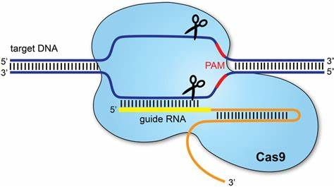 源井生物 DNA结合编辑辅助因子 