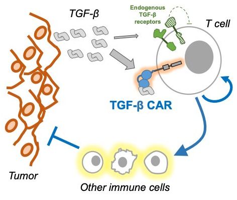 源井生物 CAR-T细胞疗法