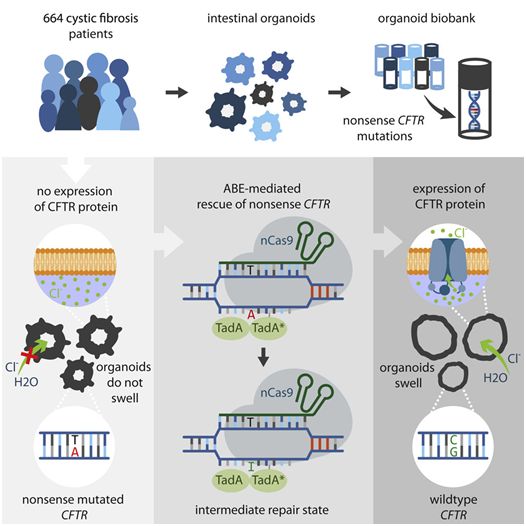 源井生物 Cell Stem Cell, 2020, doi:10.1016/j.stem.2020.01.019