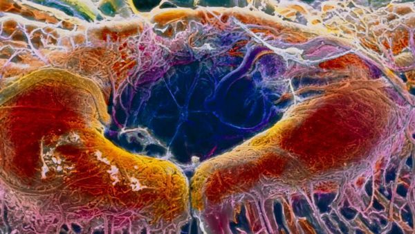 源井生物 from Prof. P. Motta,Dept. of Anatomy,University La Sapienza of Rome,SPL