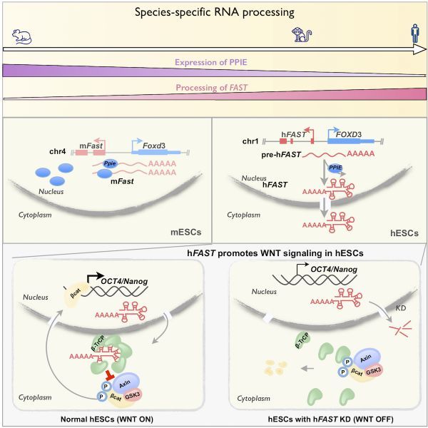 源井生物 非编码RNA