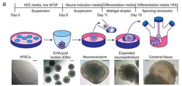 源井生物 图3：利用全能干细胞在体外长出“迷你脑”的实验流程图。